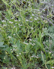 Valerianella muricata