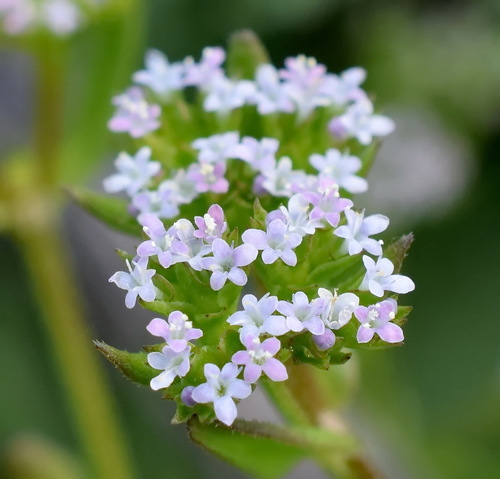 Valerianella muricata Heldr. ex Nyman, 1879