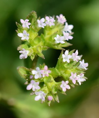 Valerianella muricata