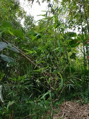 Chimonobambusa quadrangularis