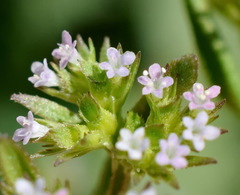 Valerianella muricata