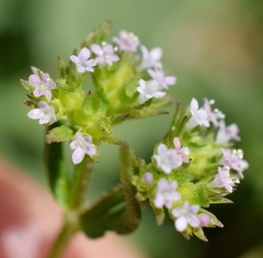 Valerianella muricata
