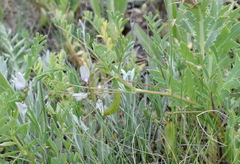 Astragalus guttatus