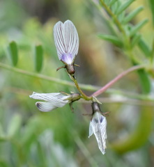 Astragalus guttatus