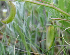 Astragalus guttatus