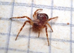 Araneus sturmi