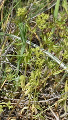 Valerianella muricata