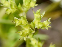 Valerianella muricata