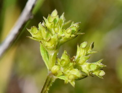 Valerianella muricata