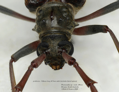 Phoracantha cruciata