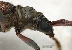 Phoracantha cruciata