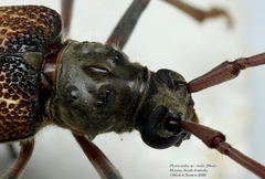 Phoracantha cruciata