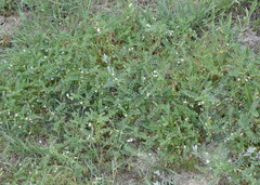 Astragalus guttatus