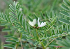 Astragalus guttatus