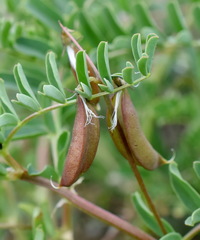 Astragalus guttatus