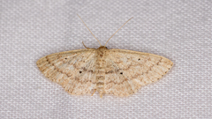 Scopula hypochra