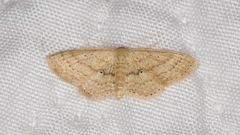 Scopula hypochra