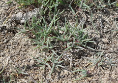 Petrosimonia brachiata