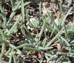 Petrosimonia brachiata
