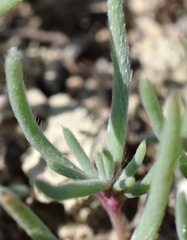 Petrosimonia brachiata