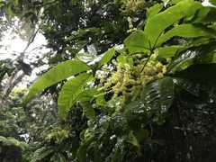 Melicope xanthoxyloides