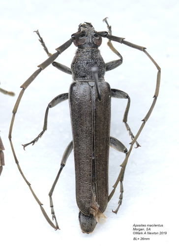 Aposites macilentus