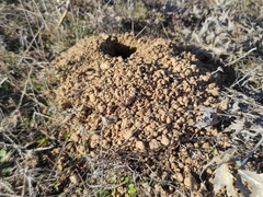 Microtus duodecimcostatus