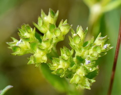 Valerianella muricata