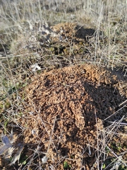 Microtus duodecimcostatus