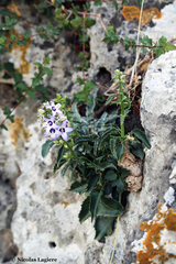 Campanula versicolor