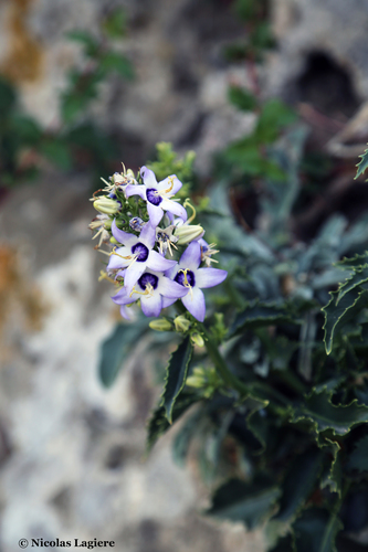 Campanula versicolor Andrews