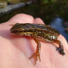 Lissotriton helveticus