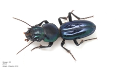 Conopterum riverinae