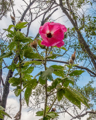 Hibiscus splendens