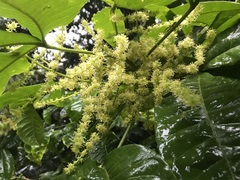 Melicope xanthoxyloides