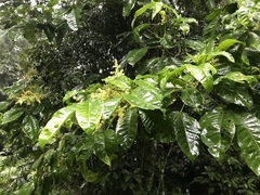 Melicope xanthoxyloides