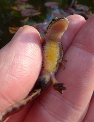 Lissotriton helveticus