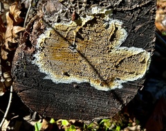 Steccherinaceae