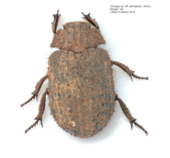 Omorgus perhispidus