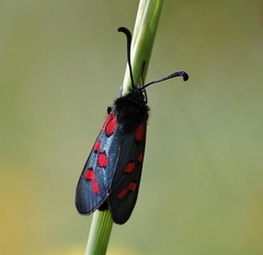Zygaena oxytropis