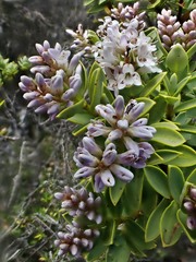 Veronica topiaria