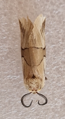 Oxytaphora delta