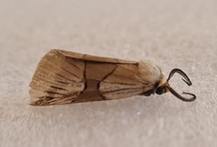 Oxytaphora delta