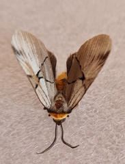 Oxytaphora delta