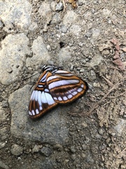 Adelpha ethelda eponina