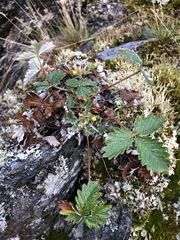 Potentilla kuznetzowii