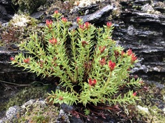 Rhodiola quadrifida