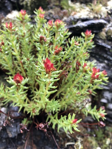 Image of Rhodiola quadrifida by (c) Valerii Glazunov, some rights reserved (CC BY)