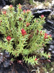Rhodiola quadrifida