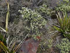 Veronica topiaria